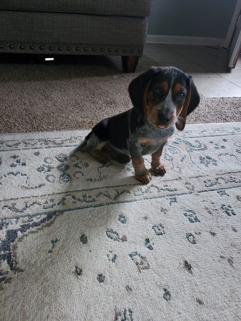 Beagles For Sale, Blue Tick Beagle, Beagle Mix Puppies, Blue Tick, Puppies For Sale Near Me, Beagle Puppies, West Sacramento, Pet Snake, Beagle Mix