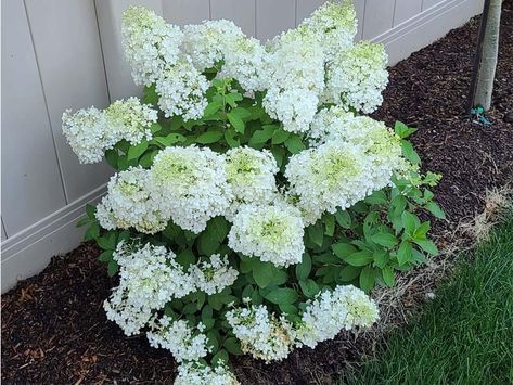 Miniature Hydrangea Plants, Bono Hydrangea, Boho Hydrangea Plant, Bobo Hydrangea Companion Plants, Bobo Hydrangea Landscaping, Hydrangea Garden Front Yard, Hydrangea Bobo, Bobo Hydrangeas, Lakefront Landscaping