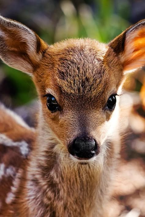 Honey on Albino Deer, Cow Elk, Regnul Animal, Photography Animals, Bull Elk, Mule Deer, Manx, Baby Deer, Cute Animal Pictures