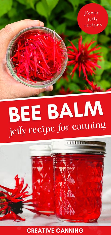 Unleash your culinary creativity with this bee balm jelly recipe. As an edible flower, bee balm introduces a distinctive flavor profile to your canning repertoire. This beginner-friendly flower jelly recipe for canning will guide you through the process, making it a joy to prepare and even more delightful to taste. Sunflower Jelly Recipe, Honeysuckle Jelly Recipe, Sunflower Jelly, Witchy Beauty, Honeysuckle Jelly, Canning Jelly, Lavender Jelly, Perennial Flower Garden, Bee Balm Flower