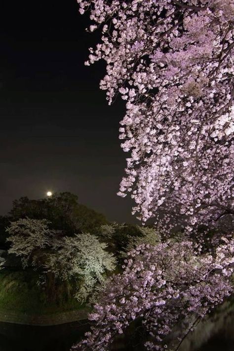 Cherry Blossoms At Night, Images Hello Kitty, Nothing But Flowers, Night Scenery, Pretty Landscapes, Japan Aesthetic, Aesthetic Japan, Iphone Wallpaper Photos, Pretty Photos