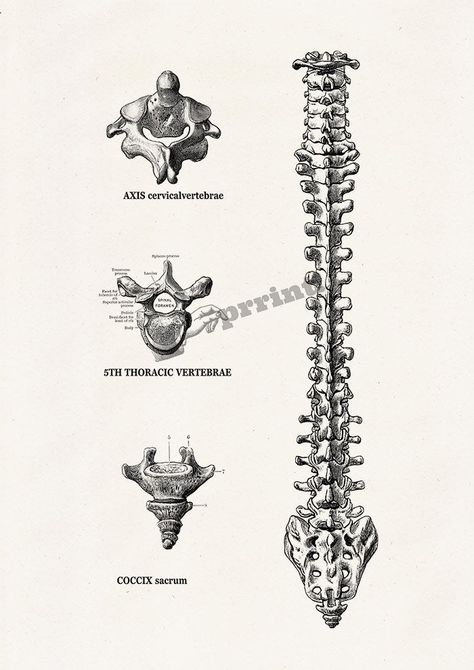 "Human trunk vertebrae detail, Spine parts. Human Anatomy Study art collage printed on off white color high quality archival matte paper. Our home decoration prints are designed to make you smile and also to hopefully bring a little whimsy into your life. We hope that you like them. The print size is A4 Standard size, or 8,26\"x11.69\" (21x29.7cm). We offer size variations in most of our designs. please select your choice from the dropdown size menu. In case you choose the A3 size, now we offer Spine Vertebrae Tattoo, Human Anatomy Tattoo, Vertebrae Tattoo, Anatomy Study Art, Human Anatomy Study, Vertebrae Art, Spine Drawing, Skeleton Reference, Spine Art