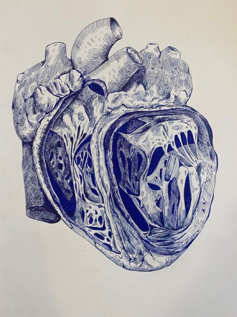 #anatomy #biology #medicine #medicalstudents #medicineaesthetic #art #inkdrawing #fountainpen #physiology #heart Blue Anatomy Aesthetic, Heart Anatomy Drawing, Anatomical Heart Drawing, Drawing With Ink, Anatomy Biology, Medical Things, Anatomy Aesthetic, Brain Storm, Heart Anatomy