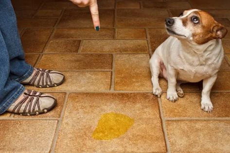 Dog Pee, Pet Urine, Entryway Mats, Diy Dog, Diy Dog Stuff, Dog Stuff, On The Floor, My Dog, The Floor