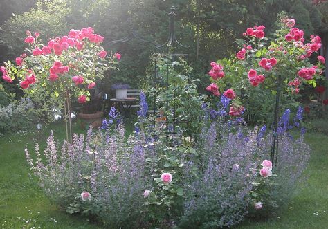 Rosenbeet Rosen Beet, Cottage Garden Plants, Beautiful Flowers Garden, Backyard Garden Design, Apartment Garden, Rose Cottage, Country Gardening, Green Thumb, Backyard Garden