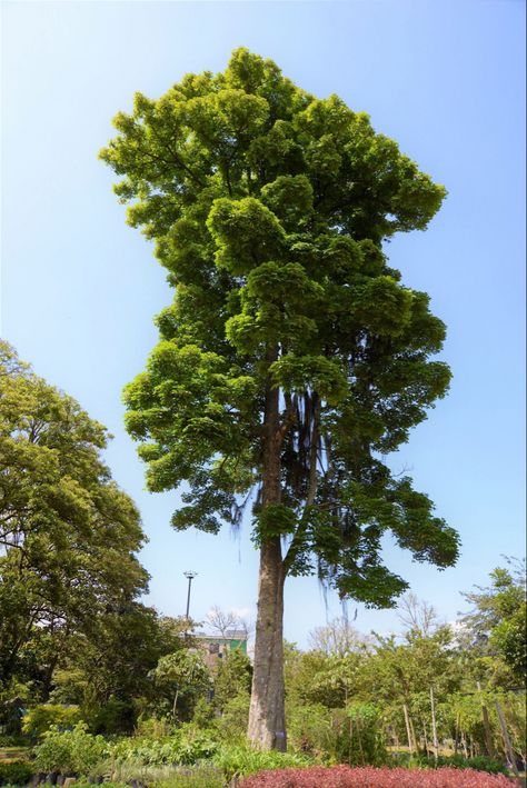 Hevea Brasiliensis, Tree Photography, 3d Drawings, Optical Illusion, Christchurch, Optical Illusions, Trees, Quick Saves