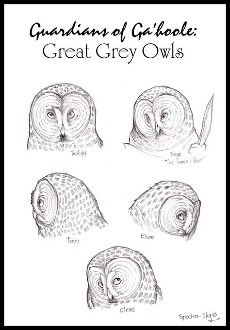 Grey Owl Tattoo, Drawing Birds Easy, Snow Owls, Guardians Of Ga'hoole, Elf Owl, Drawing Birds, Snowy Owls, Male Elf, Owl Drawing