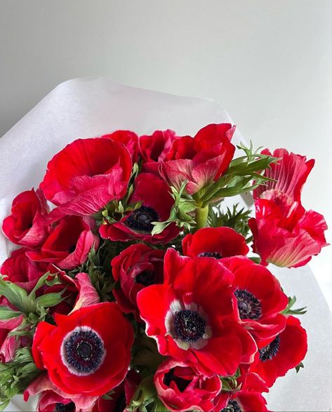 April Goals, Red Anemone, Poppy Flower, Dating Tips, Anemone, Green Thumb, Red Flowers, To Do List, Poppies