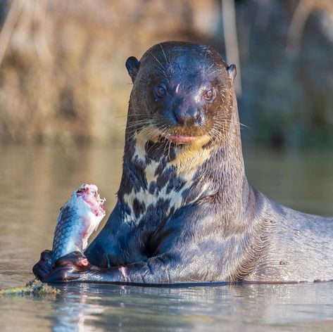 John Rollins on Instagram: “Fridays are for the Party Animals and this Friday's Party Animal is the Giant River Otter (Pteronura brasiliensis)! The Giant River Otter…” Giant River Otter Art, Giant Otter, Giant River Otter, Otter Art, Insect Photography, River Otter, Cat Pose, Party Animals, Photography Subjects