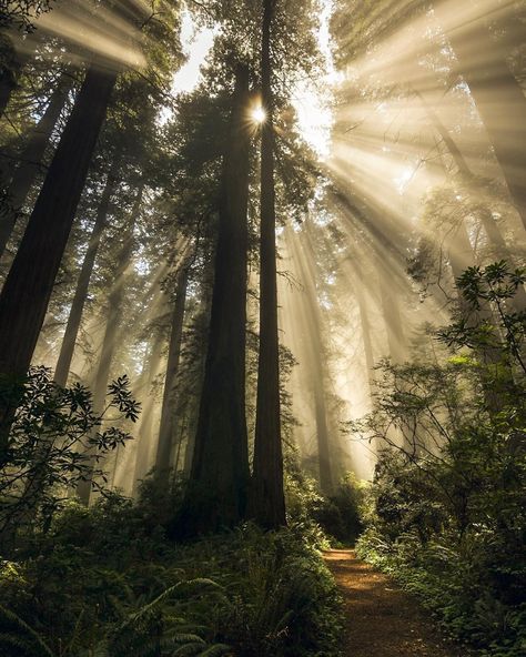 Jake Egbert Photography on Instagram: “Speechless... . . The trail was called Damnation Creek... But it felt kinda like heaven. . . #FromUnderTheFedora . #redwoods #california…” Sunlit Forest, Deer Tattoo Designs, Redwoods California, Photography Learning, Hiking Photography, Information Overload, Take Pictures, Pictures To Draw, Planet Earth