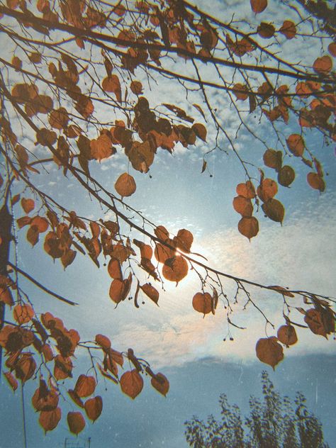 Autumn Polaroid, Polaroid Aesthetic, Aesthetic Photos, Changing Seasons, Aesthetic Photo, Gourds, I Fall, Polaroid Film, Film