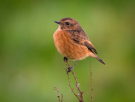 Stonechat, female Stonechat Bird, Stonechat, Birds, Art