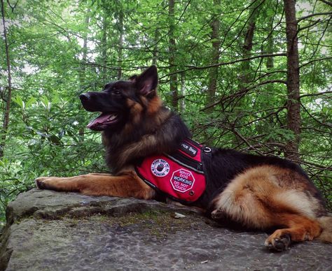 Service Dogs German Shepherd, German Shepard Service Dog, Service Dog German Shepherd, Service Dog Aesthetic, German Shepherd Service Dog, Abbie Core, Long Hair German Shepherd, Long Haired German Shepherd, Psychiatric Service Dog