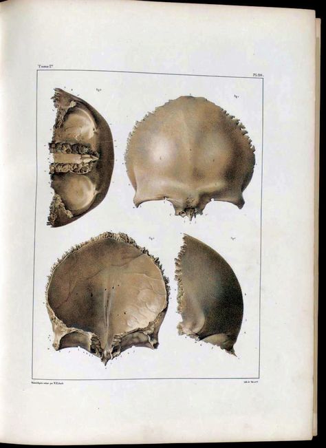 Frontal Bone, Human Skull Drawing, Bone Drawing, Human Anatomy Reference, Anatomy Images, Art Anatomy, Forensic Anthropology, Head Anatomy, Skull Reference