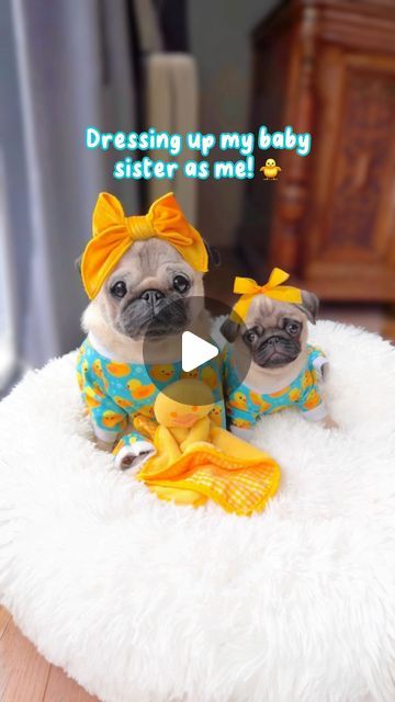 Loulou the Pug on Instagram: "I guess Mosy is really a mini Loulou now 🐥🩵 #pug #dog #dogsofinstagram #pugsofinstagram #weeklyfluff" Funny Pug Videos, Pug Gifs, Doug The Pug, Pugs And Kisses, Pug Mom, Really Cute Dogs, Mom Guilt, The Pug, Pugs Funny