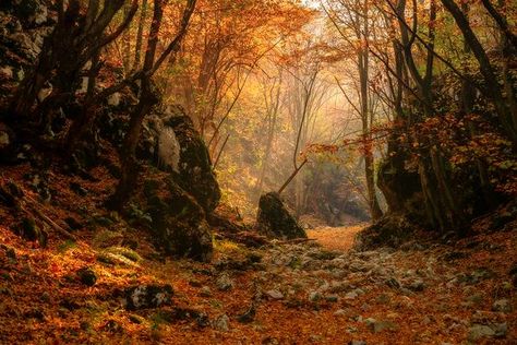 Magical Autumn Forest, Fantasy Autumn Forest Aesthetic, Forest In The Fall, Autumn Forest Fantasy Art, Enchanted Autumn Forest, Forest In Autumn, Autumn Landscape Aesthetic, Autumn Forest Photography, Autumn Forest Art