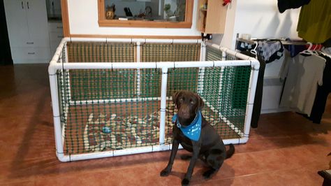 Diy Puppy Play Gym, Diy Dog Playpen Indoor, Diy Dog Playpen, Diy Puppy Playpen, Pvc Puppy Play Gym, Dog Enclosure, Puppy Pens, Whelping Box, Dogs Diy Projects