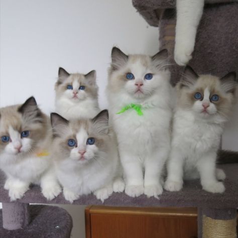 Ragdoll Kittens for sale near me in USA Blue Bicolor Ragdoll Kitten, Munchkin Kittens For Sale, Kittens For Sale Near Me, Ragdoll Kittens For Sale, Munchkin Kitten, Ragdoll Kittens, Kittens For Sale, Kitten For Sale, Kitten Meowing