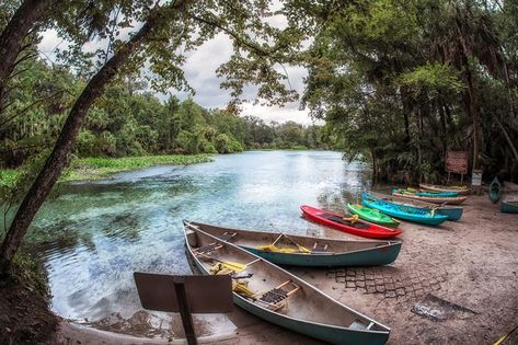 These 12 Fresh Water Springs Have The Clearest Water In Florida Springs In Florida, Things To Do Inside, Florida Day Trips, Blue Springs State Park, Smyrna Beach Florida, Florida Trips, New Smyrna Beach Florida, Beaches In Florida, El Yunque National Forest