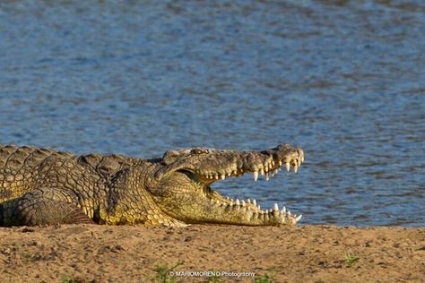 Big teeth..... Estuarine Crocodile, Crocodile Animal, Zoo Project, Masai Mara Kenya, Nile Crocodile, Strongest Animal, Wild Animals Pictures, Animal Guides, African Wildlife