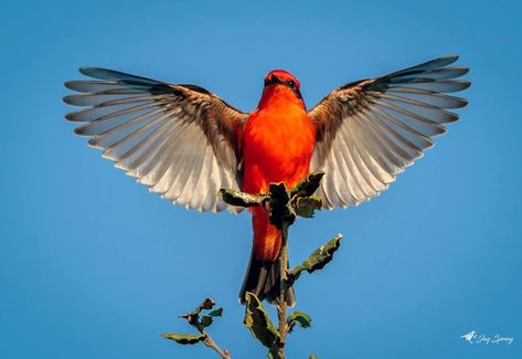 Vermilion flycatcher in Irvine, California. Photo by Jay Spring. Vermilion Flycatcher, Batman Wallpaper, Nature Birds, Orange Aesthetic, Bird Artwork, Scientific Illustration, Birds Tattoo, All Birds, Song Bird