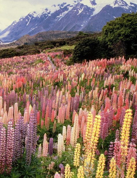 Mount Cook, Flower Therapy, National Park Posters, Garden Cottage, Nature Aesthetic, Flower Field, Pretty Places, The Flowers, The Field