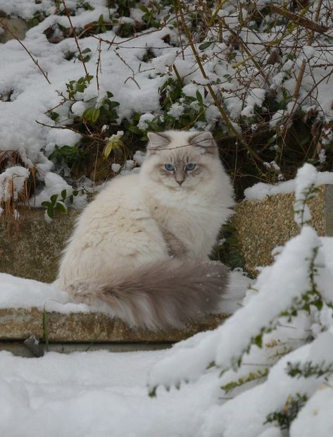 All About Flame Point Ragdoll Cats | Cute Ragdoll Cats Aesthetics Hair Colors For Hazel Eyes, Colors For Hazel Eyes, Flame Point Ragdoll, Cats Facts, Flame Point, Winter Cat, Ragdoll Cats, Cute Cat Breeds, Gorgeous Cats