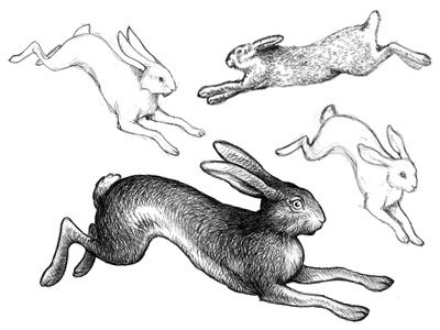 Rabbit Sketches, Hare Sketch, Bunny Sketches, Rabbit Artwork, Rabbit Drawing, Bunny Tattoos, Rabbit Tattoos, Rabbit Art, Ink Artwork