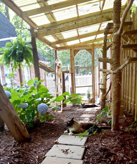 Cat Things For Home, Outside Cat Enclosure, Outdoor Cat Tunnel, Diy Cat Enclosure, Cat Habitat, Katt Diy, Cat Rooms, Cat Playground Outdoor, Catio Ideas