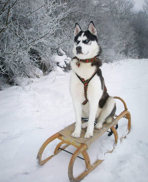 Huskies Sled, Husky Funny, Fur Trade, Husky Lover, Winter Is Here, Facebook Groups, Dog Boarding, Cute Dogs And Puppies, Dog Sledding