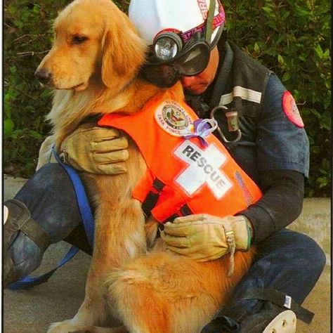 Hero Military Dogs, Love My Dog, Service Animal, Golden Retrievers, Rescue Dogs, Working Dogs, Service Dogs, 귀여운 동물, Mans Best Friend