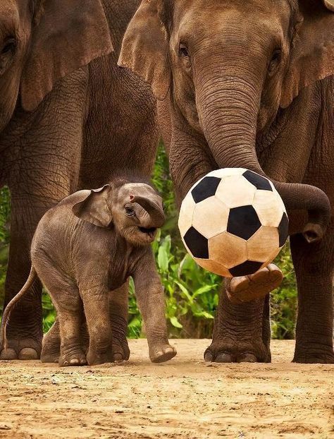 Baby elephant Elephant Stuff, Elephants Playing, Elephants Never Forget, Baby Elephants, Asian Elephant, Awesome Animals, Elephant Lover, Elephant Love, African Elephant