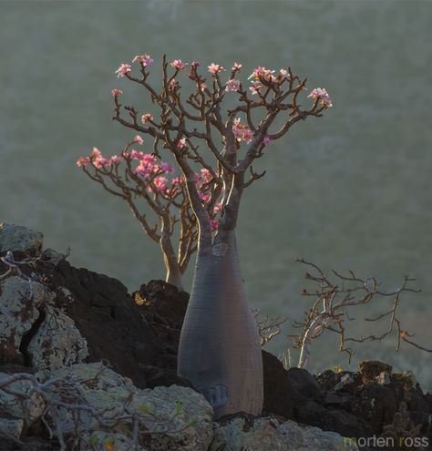 Adenium Socotranum, Adenium Plant, Adenium Obesum, Socotra, Desert Flowers, Cactus And Succulents, Desert Rose, Yemen, Botany