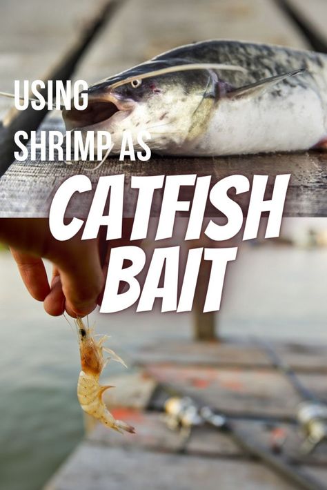 Does Shrimp Work As Catfish Bait? Here's what you need to know to catch catfish by using shrimp as bait. Just follow these tips and techniques. Fish Bait Recipes Homemade, Catfishing Tips, Homemade Catfish Bait, Best Catfish Bait, How To Catch Catfish, Shrimp Marinade, Catfish Bait, Fish Bait, Fishing 101