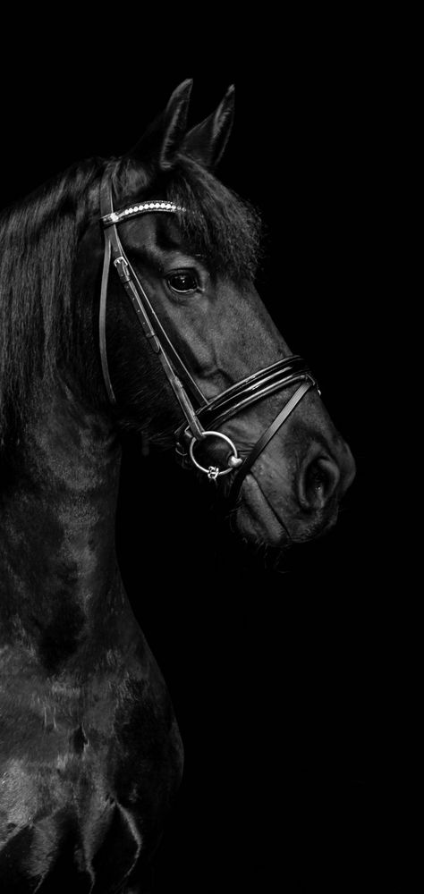 Horse Wallpaper Explore more Animal, Domesticated, Hoofed, Horse, Mammal. wallpaper. https://www.whatspaper.com/horse-wallpaper-44/ Black Horse Wallpaper Iphone, Black Arabian Horse, Horse Background, Scary Photos, Lucky Wallpaper, Wolf Photos, Horse Wallpaper, Horse Aesthetic, Black Horses