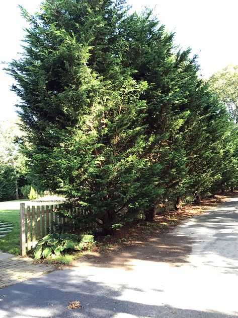 Cypress Privacy Trees, Leland Cypress Privacy, Gold Rider Leyland Cypress, Leland Cypress Landscaping, Cypress Trees Landscape Front Yards, Leyland Cypress Landscaping, Italian Cypress Landscaping, Cypress Trees Landscape, Cypress Landscaping