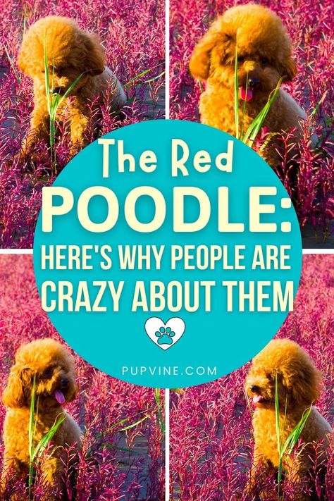 Mini Red Poodle, Miniature Red Poodle, Red Poodles Standard, Red Mini Poodle, Red Toy Poodle Puppy, Red Miniature Poodle, Red Standard Poodle, Red Poodle Puppy, Poodle Puppy Training