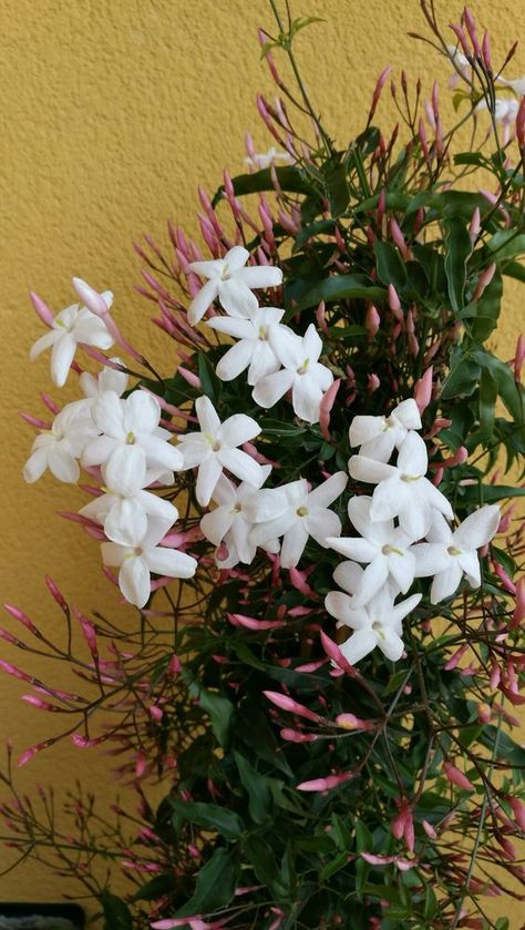 Pink Jasmine, Gardens Of The World, Jasmine Rose, Jasmine Flower, Room Inspiration, Piercings, Trees, Tattoos, Van