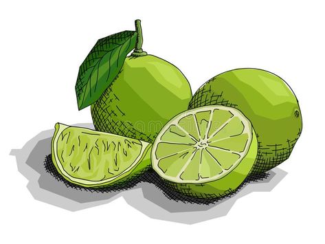 Lime Drawings, Daily Sketch Challenge, Drawing Fruit, Fruits Drawing, Daily Sketch, Different Skin Tones, Illustration Graphic, Sketch Challenge, Painting Inspo