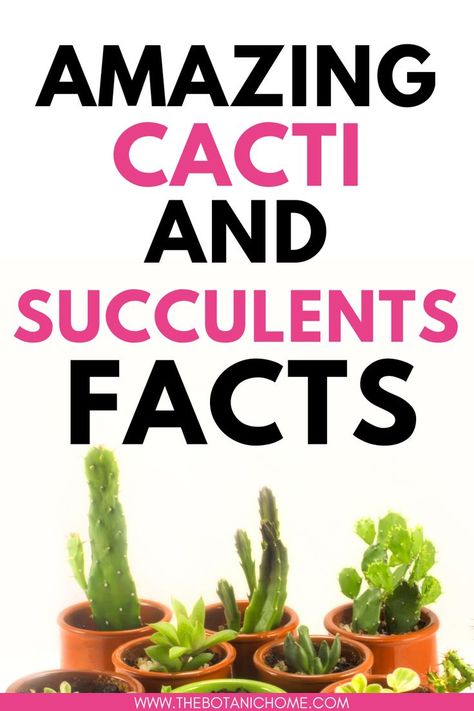 Different types of cacti and succulents in pots on a table. Text reads: Amazing cacti and succulents facts. Succulent Care Tips, Plants Types, Cactus Aesthetic, Water Succulents, Types Of Cactus Plants, Indoor Cactus Plants, Cactus House, Types Of Cactus, Types Of Succulents Plants