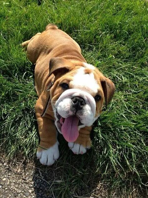 20 Reasons to Choose an English Bulldog - The Paws Old English Bulldog, Bull Dogs, Dream Dog, English Bulldogs, English Bull, Cute Critters, Puppy Dogs, Bulldog Puppies, Cute Pets