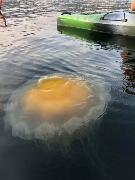 Anyone Know What Kind This Is? Fried Egg Jellyfish Fried Egg Jellyfish, Egg Jellyfish, Jellyfish Images, Oregon Coast Camping, Homemade Laundry Detergent, Kayak Camping, The Pacific Ocean, Camping Activities, Wonderful Images