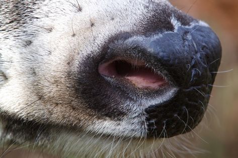 Detailed Deer Close Up | Recent Photos The Commons Getty Collection Galleries World Map App ... Deer Nose, Deer Mount Decor, Deer Reference, Nose Reference, Deer Eyes, Whitetail Deer Pictures, Buck Eyes, Deer Heads, Deer Photography