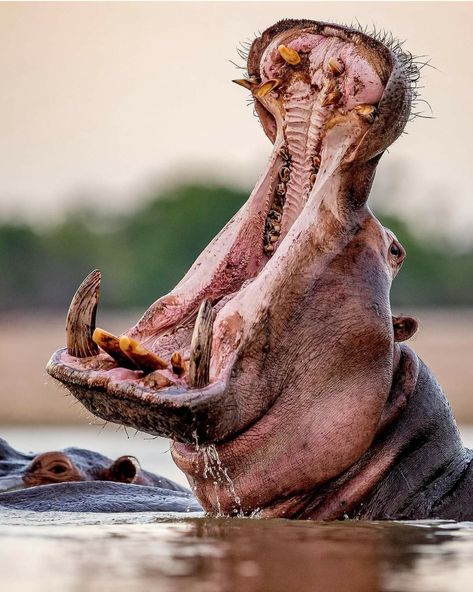 An adult Hippo yawns in the late afternoon whilst resting in Luangwa River in the South Luangwa National Park, Zambia. Hippos can open their mouths about 150 degrees, which in adults can create an opening of 3-4 feet. Animals Yawning, Yawning Animals, Hippo Mouth, Pencil Sketches, Sweet Soul, Late Afternoon, Tat Ideas, Animal Friends, Hippopotamus