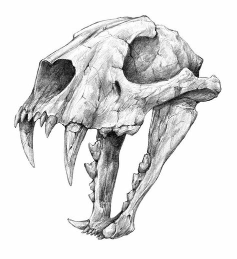 Animal Skull Drawing, Skull Drawing Sketches, Bone Drawing, Skull Animal, Skull Drawings, Bear Skull, Skull Reference, Whatsapp Wallpapers Hd, Skull Sketch