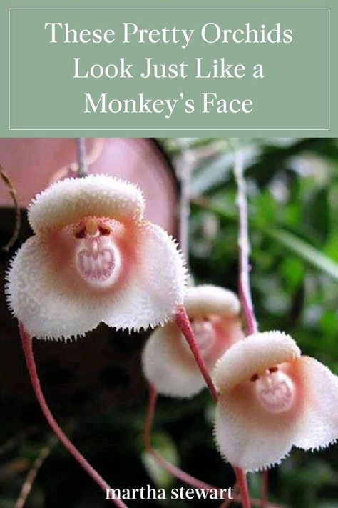 Read how and why these little rare orchids look like a monkey's face and everything you should know about this unique flower. #gardening #gardenideas #garden #flowergarden #growingflowers #marthastewart Flowers With Faces, Egret Orchid, Monkey Orchid, Orchid Seeds, Types Of Orchids, Strange Flowers, Rare Orchids, Bonsai Flower, Mini Bonsai