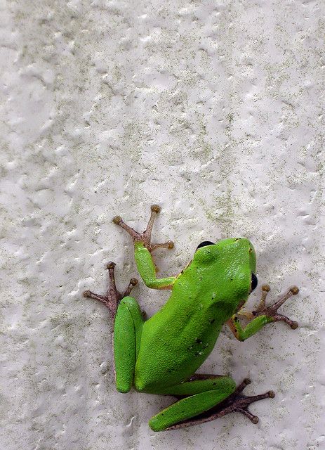 Lawson's favorite animal at the moment. American Green Tree Frog, Colorful Frogs, Green Tree Frog, Tree Frog, Green Frog, Green Tree, Watch Video, Frogs, A Small