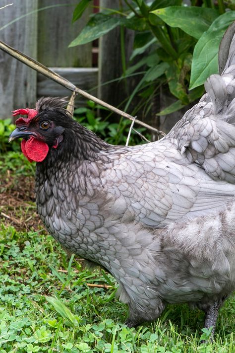 Sapphire Olive Egger chickens produce beautiful olive-colored eggs – sometimes over 200 per year! However, you won’t always find these egglayers for sale in hatcheries. Want to add these olive orbs to your eggscape? Here’s the scoop on the new bird in the coop. Sapphire Olive Egger, Olive Egger Chicken Hens, Sapphire Olive Egger Chicken, Chicken Orb, Blue Chicken Eggs, Olive Egger Chicken, Chicken Math, Different Breeds Of Chickens, Easter Egger Chicken