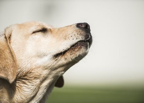 Alexandra Horowitz, founder of Barnard College’s Dog Cognition Lab, believes dogs are actually able to use their keen sense of smell to determine what time of day it is. Dog Smelling, Calm Dog Breeds, Image Dog, Best Dogs For Families, Dog Smells, Dog Nose, Calm Dogs, Dog Help, Funny Dog Pictures