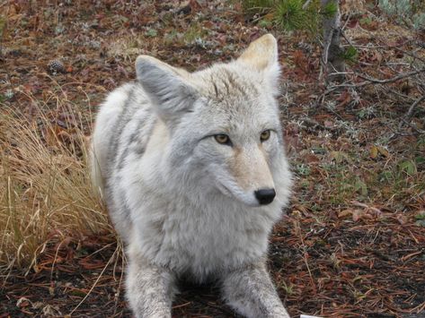 Coyote Tracks, White Coyote, Coyote Therian, Forest Creatures, A Wolf, Forest Animals, Amphibians, Go Outside, Animal Gifs